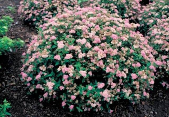 Spiraea japonica Little Princess