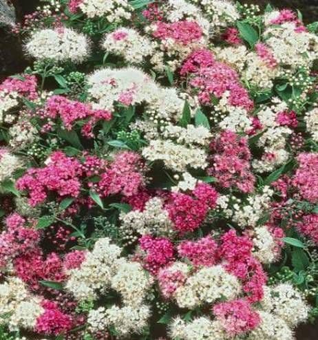 Spiraea japonica Genpei