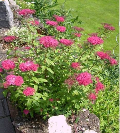 Spiraea japonica Anthony Waterer