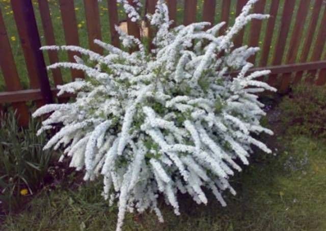 Spiraea cinearea Gerfsheim
