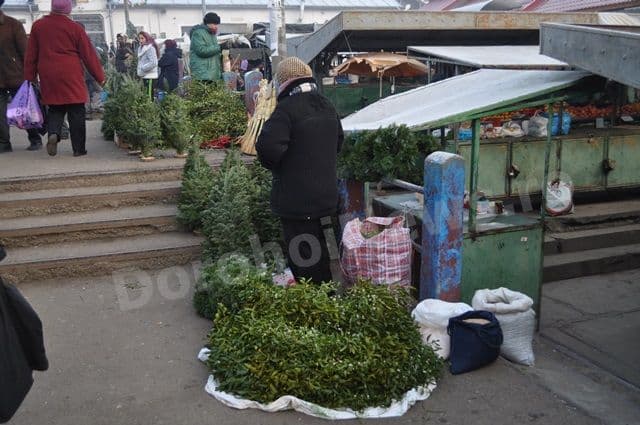 Brazi pentru Craciun la Dorohoi_04