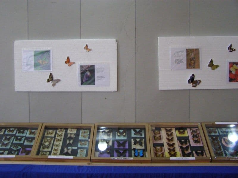 Dorohoi expozitie de fluturi (2)