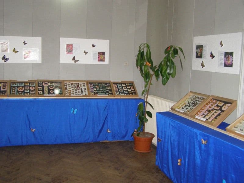 Dorohoi expozitie de fluturi (3)