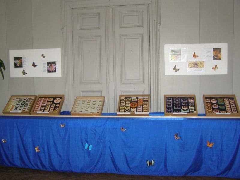 Dorohoi expozitie de fluturi (4)