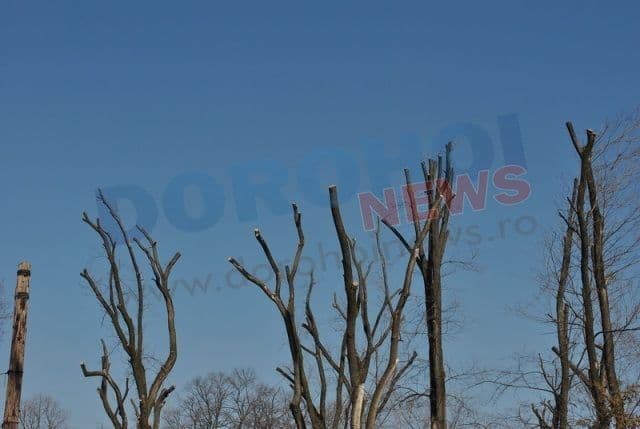 Dorohoi_copaci mutilati_01