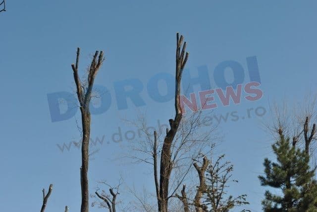Dorohoi_copaci mutilati_02