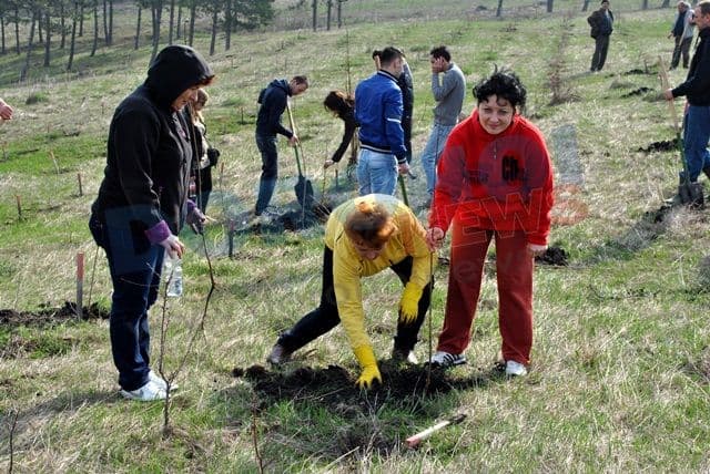 Actiune de plantare 20.04.2013 Dorohoi (3)