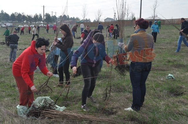 Actiune de plantare 20.04.2013 Dorohoi (8)