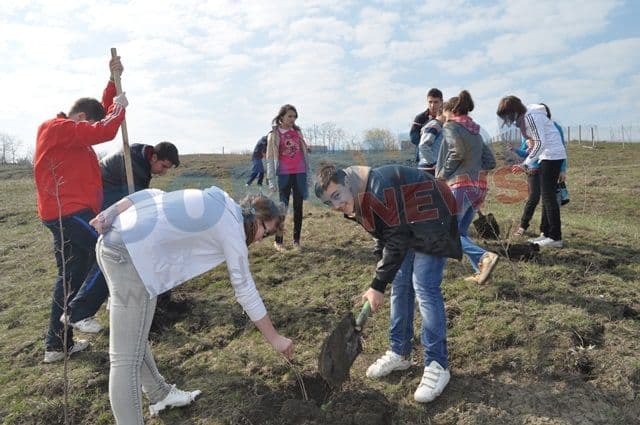 Actiune de plantare 20.04.2013 Dorohoi (11)