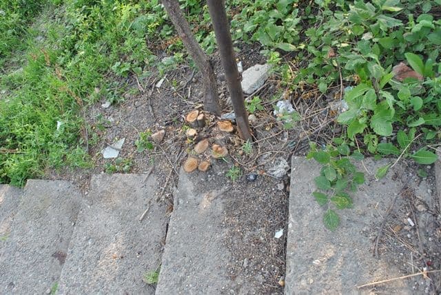 Valea Tiganului din Dorohoi reabilitata_02