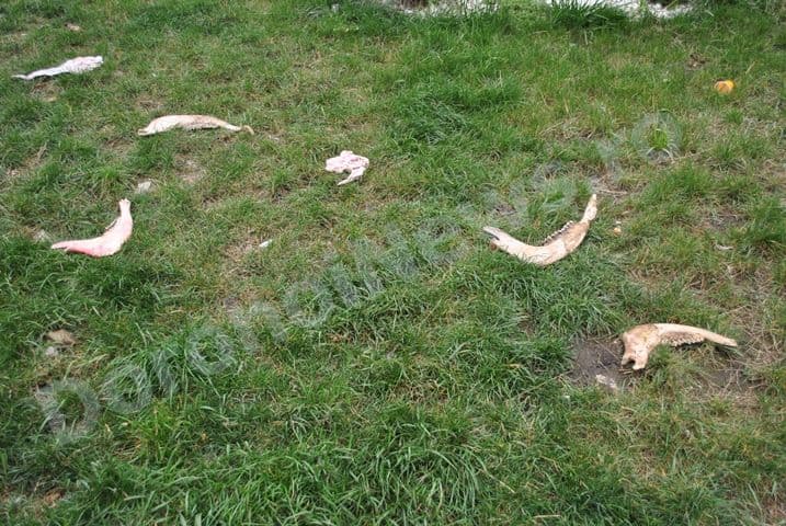 Fosilele unor animale preistorice in parc_Dorohoi_04