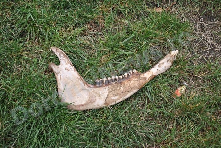 Fosilele unor animale preistorice in parc_Dorohoi_05