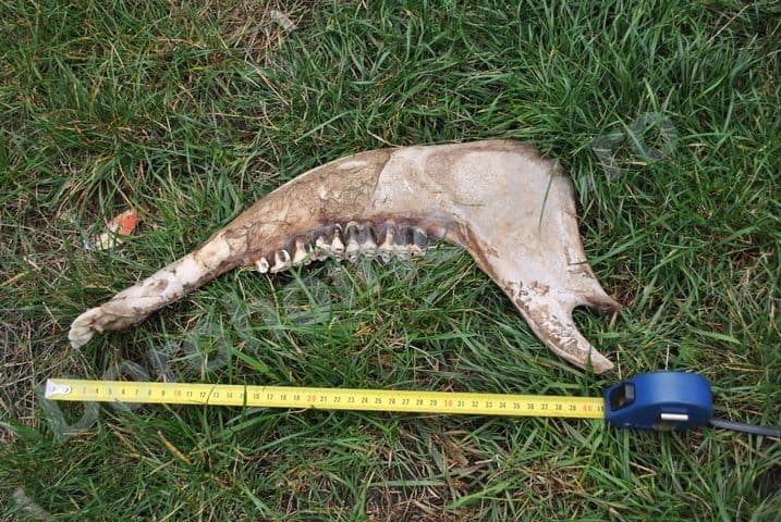 Fosilele unor animale preistorice in parc_Dorohoi_06