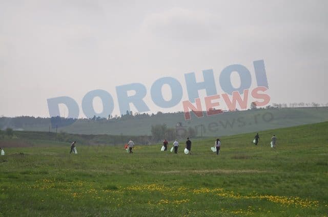 Ecologizare PSD Dorohoi_05