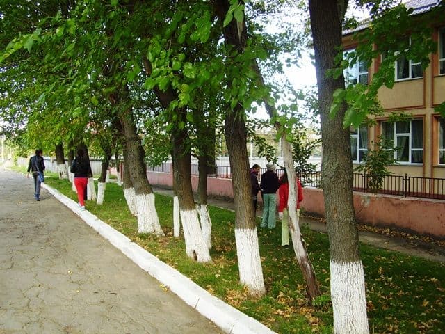 Scoala nr 1 Dorohoi ecologizare05