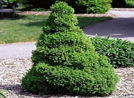 Grădina Verde vă informează: Molidul conic pitic - PICEA GLAUCA CONICA