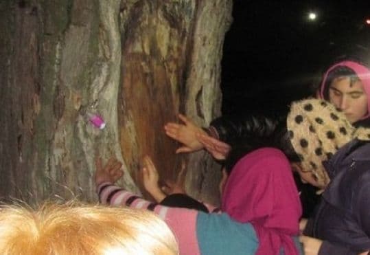 Misterul a fost dezvăluit. Ce se ascundea în spatele minunii cu chipul lui Iisus apărut pe un copac
