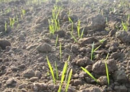 Iarna neobişnuit de caldă are consecinţe dramatice. Semnele rele au apărut deja