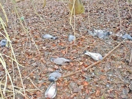 ALERTĂ! Zeci de mii de oameni sunt în pericol de îmbolnăvire! Plouă cu păsări moarte în Delta Dunării!