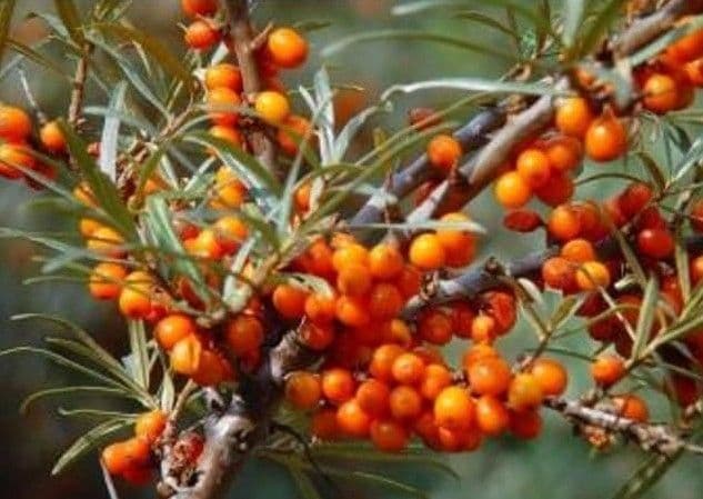 Grădina Verde vă informează: Despre cultivarea cătinei albe (Hippophae rhamnoides)