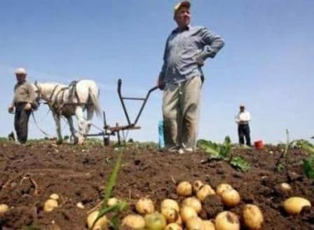 Producătorii de cartofi afectați de dăunători vor primi ajutor de stat
