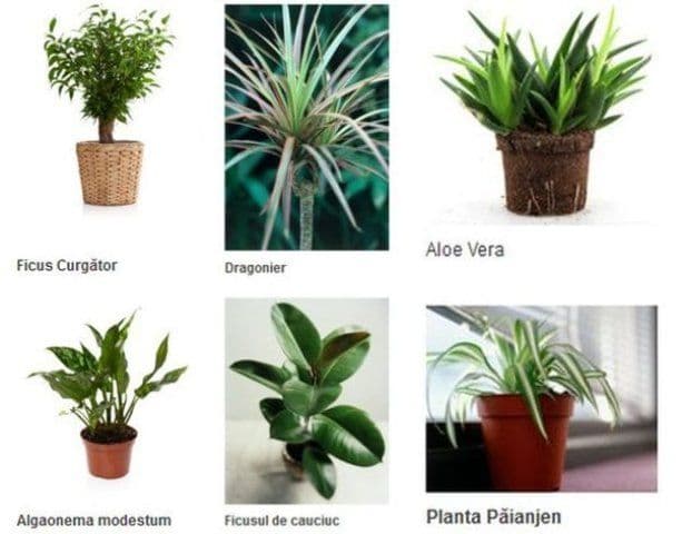 Plante de apartament care purifică aerul