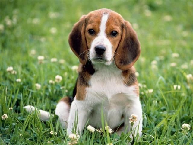 Începe marele recensământ al câinilor. Ce amenzi riscă stăpânii care nu își microcipează animalele de companie