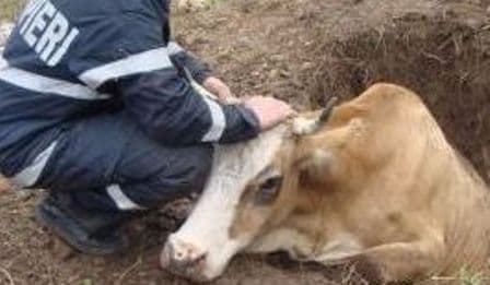 Intervenție dificilă a pompierilor dorohoieni la Suharău: Au salvat o bovină căzută într-un beci