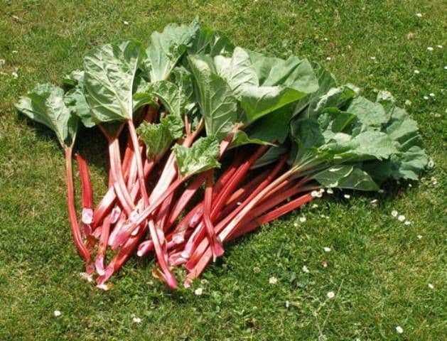 Unele dintre cele mai banale plante din jurul nostru ne pot ucide. Vezi care sunt