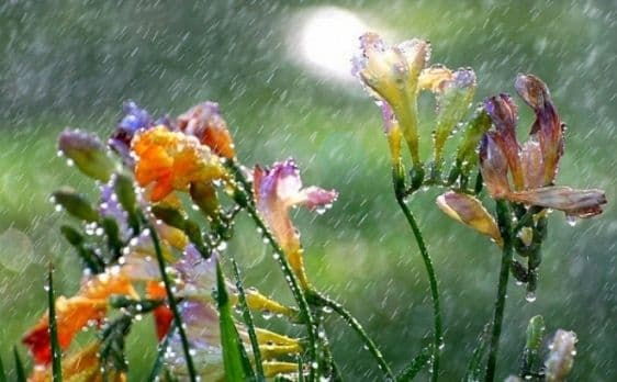 Vremea de Florii. Prognoza meteo pe trei zile!