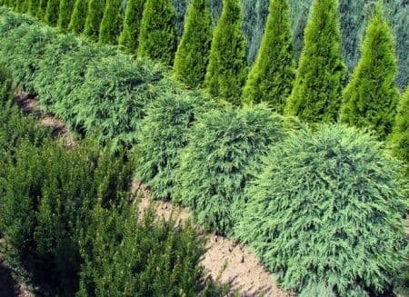 Pepiniera Gădina Verde vă pune la dispoziție 2 scheme de tratamente și fertilizări pentru conifere și respectiv pentru arbori si arbuști