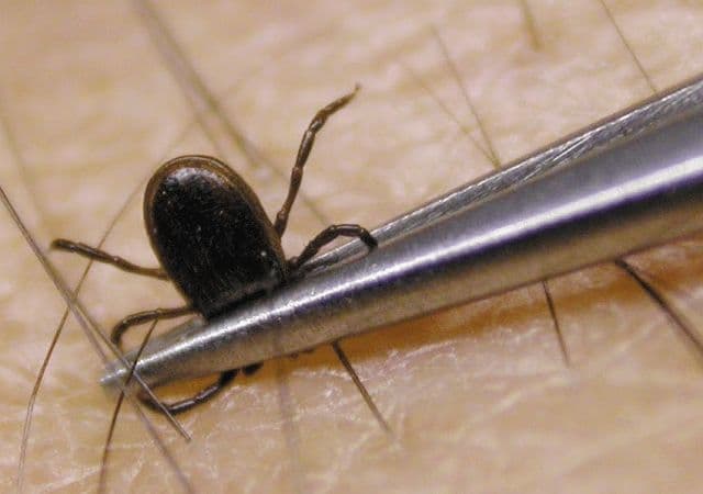 ATENŢIE! Avertismentul important al medicilor în privinţa căpuşelor