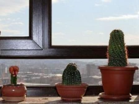 Vampiri energetici. Ce plante îţi fac bine şi de care trebuie să te fereşti