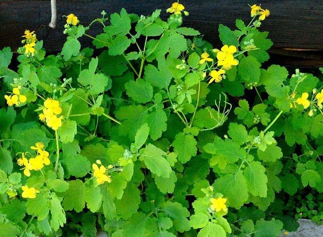 Planta care vindecă hepatita şi cancerul. Darul cerului, pentru 150 de afecţiuni 