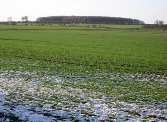 Fermierii care au suferit pierderi în urma calamităților, scutiți de impozitul pe venitul agricol