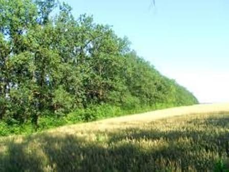 Proprietarii pe terenurile cărora se înfiinţează perdele forestiere au 20 de zile pentru a-şi da acordul