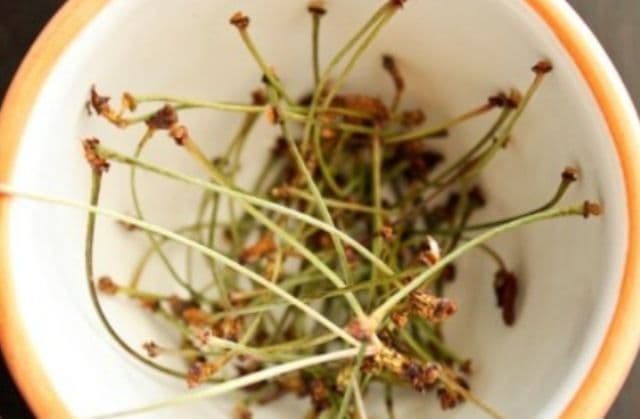 Ceaiul de cozi de cireşe, un remediu de sezon