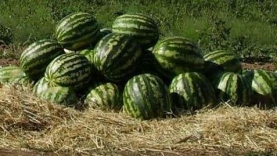 Atenție la pepenii ținuți în soare. Specialiştii spun că vă pot pune sănătatea în pericol