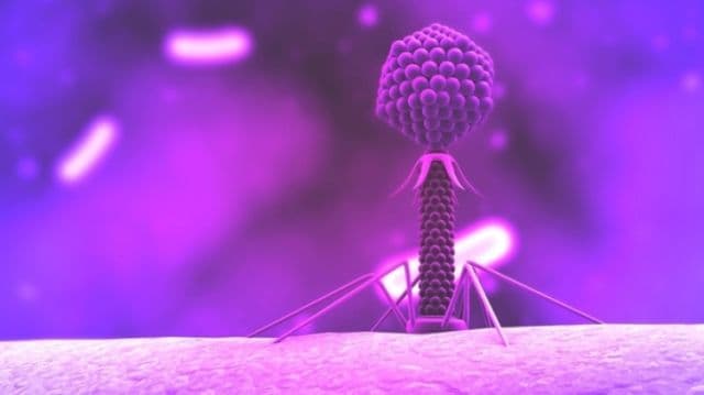A fost descoperit un virus cu însuşiri misterioase. Jumătate din populaţia lumii îl are în organism