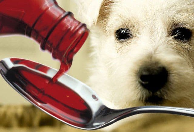 Medicamentele pentru animale, doar cu rețetă de la medicul veterinar