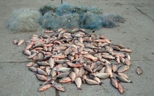Doi bărbați depistați de jandarmi cu 25 kg de pește furat de la o fermă piscicolă