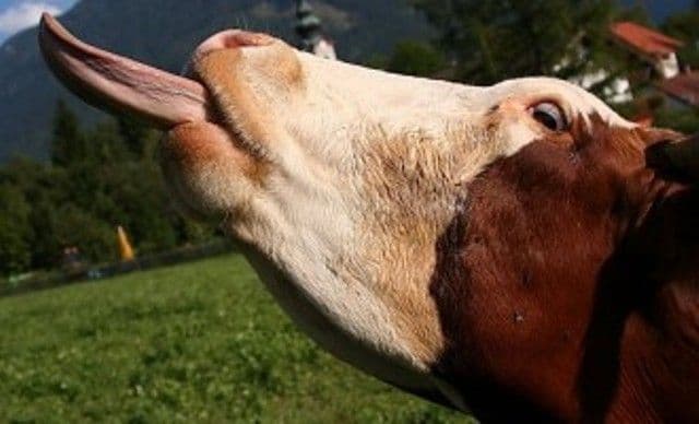 Autorităţile sunt în alertă. Boala limbii albastre a ajuns în România