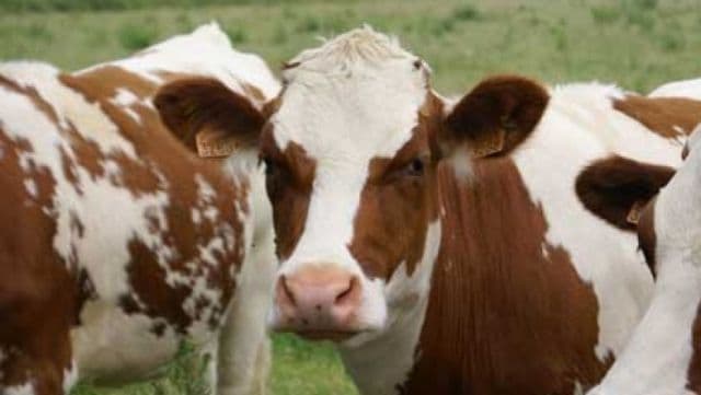 Sucevenii interzic animalele din județul Botoşani în târgurile lor