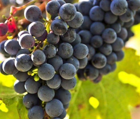 Cele mai bune alimente care te ajută la detoxifiere