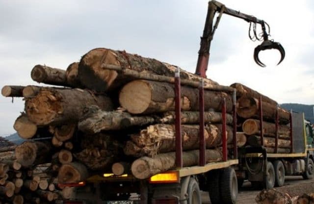 Radarul pădurilor va fi lansat în 8 octombrie. Orice transport de lemn va putea fi verificat la 112