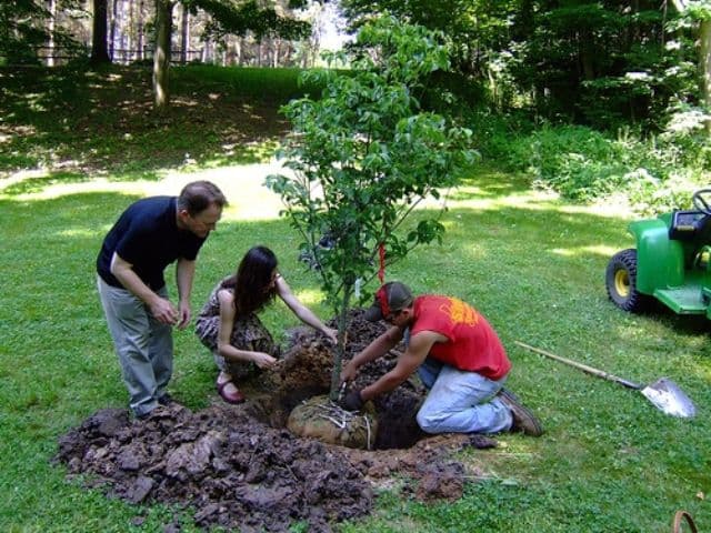 10 reguli de urmat atunci când plantezi un pom fructifer
