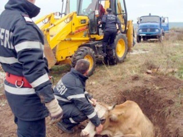 Bovină căzută în râul Jijia, salvată de pompieri
