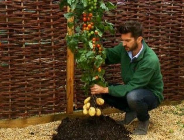 Planta 100% naturală care produce roşii şi cartofi pe acelaşi fir
