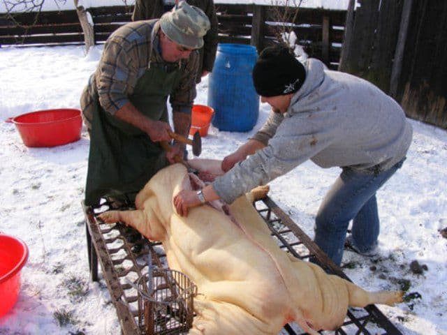 Examinarea cărnii de porc pentru depistarea trichinelozei, obligatorie. Amenda, 2.000 de lei