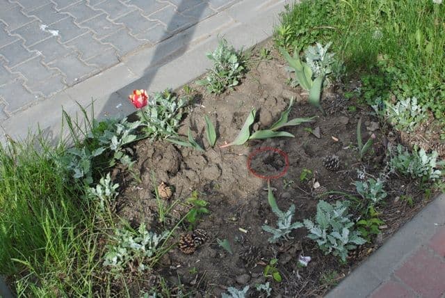 Dorohoi B-dul Victoriei (2)